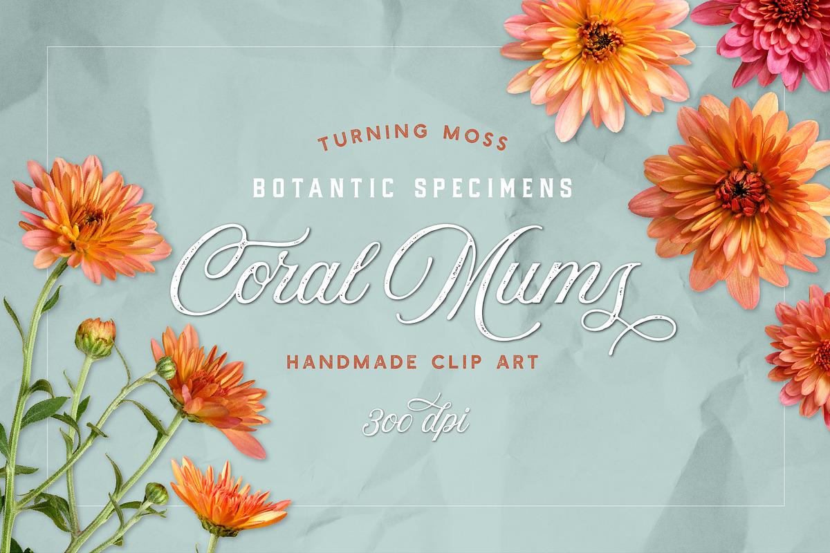 Coral Mums -Realistic Flowers in Objects - product preview 8