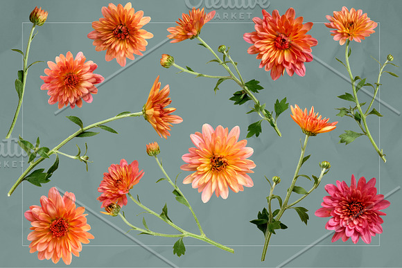 Coral Mums -Realistic Flowers in Objects - product preview 2