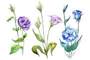 Blue and purple eustoma PNG