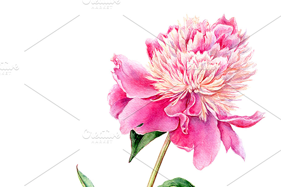 Watercolour Pink Peony in Illustrations - product preview 8