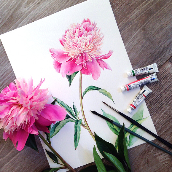 Watercolour Pink Peony in Illustrations - product preview 1