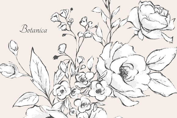 Botanica. Floral graphic set in Illustrations - product preview 21