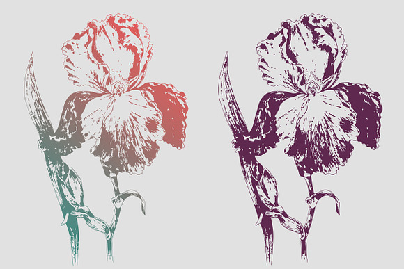 Botanical art flowers, t-shirts in Illustrations - product preview 4