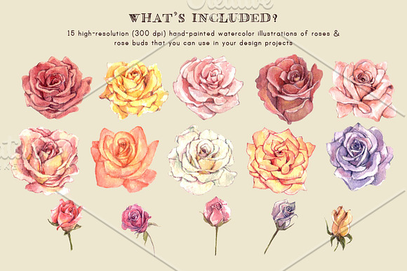 Watercolor Roses Flower Clip Art in Illustrations - product preview 4