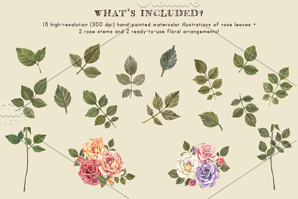 Watercolor Roses Flower Clip Art in Illustrations - product preview 5