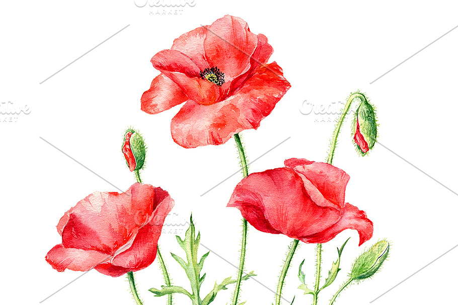 Watercolor Poppies in Illustrations - product preview 8