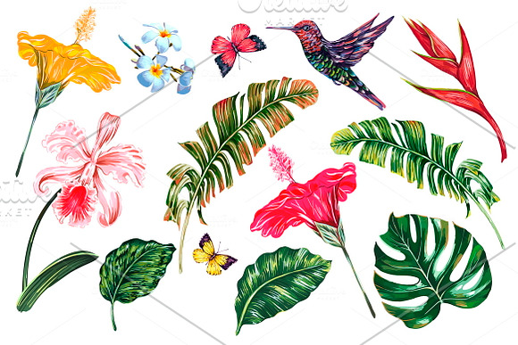 Tropical botanical illustrations in Illustrations - product preview 1