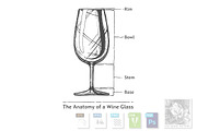 Infographic of Wine Glass