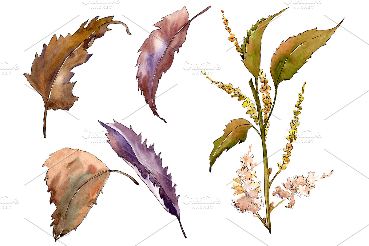 Sweet chestnut PNG watercolor leaves in Illustrations - product preview 8