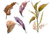 Sweet chestnut PNG watercolor leaves
