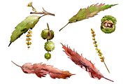 Autumn chestnut PNG watercolor plant