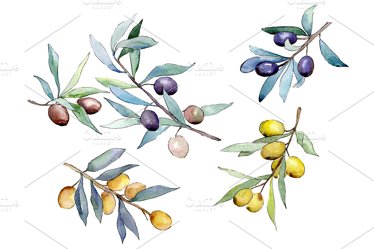 Watercolor olives PNG set in Illustrations - product preview 8