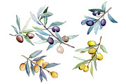 Watercolor olives PNG set