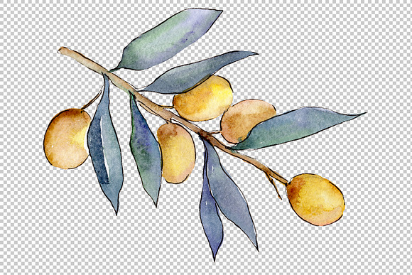 Watercolor olives PNG set in Illustrations - product preview 4