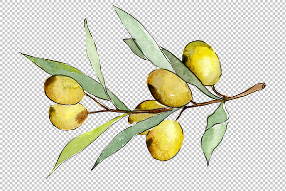 Watercolor olives PNG set in Illustrations - product preview 5