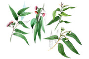 Eucalyptus branch PNG watercolor set