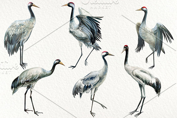 Forest deer and birds watercolor in Illustrations - product preview 1