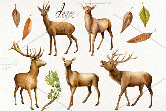 Forest deer and birds watercolor in Illustrations - product preview 2