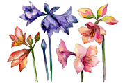 Beautiful watercolor amaryllis PNG