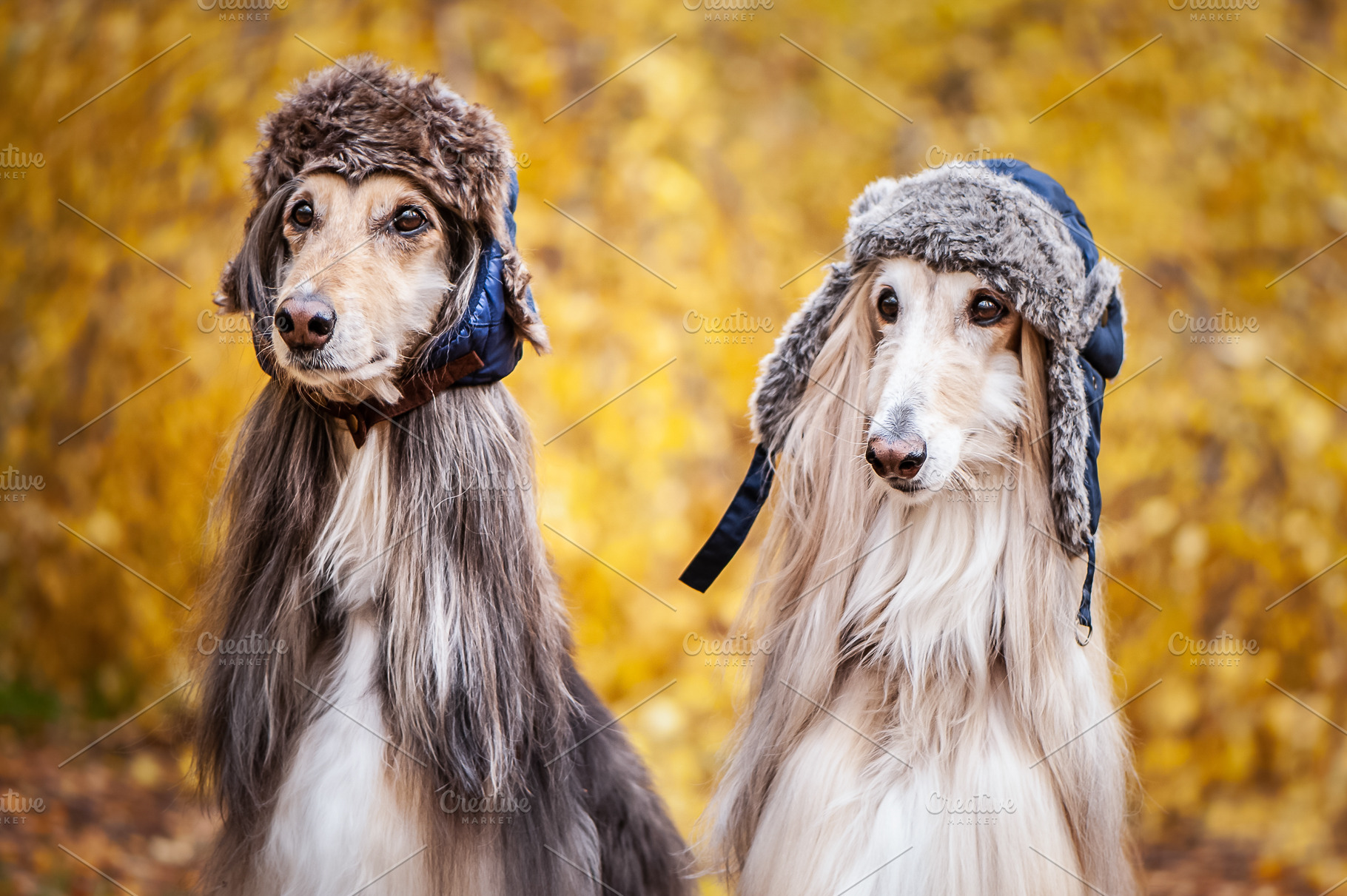 Two stylish Afghan hounds, dogs Photos Creative Market