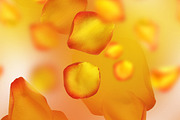 golden rose petals seamless | JPEG