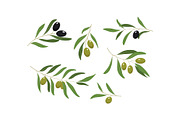 Olive branches with green and black