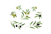 Olive branches with leaves and