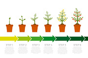 Vector infographic of plant growth