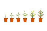 Plant growth stages in ceramic pot