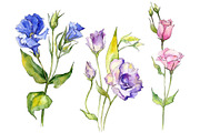 Delicate eustoma flower PNG set