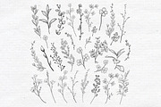 Vector Drawn Herbs, Plants, Flowers