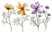 Cosmos flower PNG watercolor set
