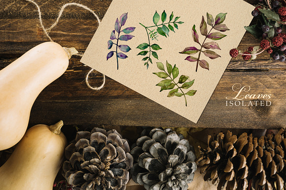 Ash leaves PNG watercolor set in Illustrations - product preview 4