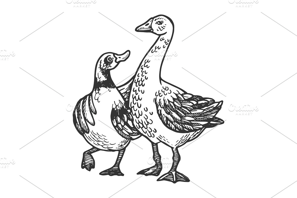 Duck and goose friends engraving in Illustrations - product preview 8