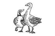 Duck and goose friends engraving