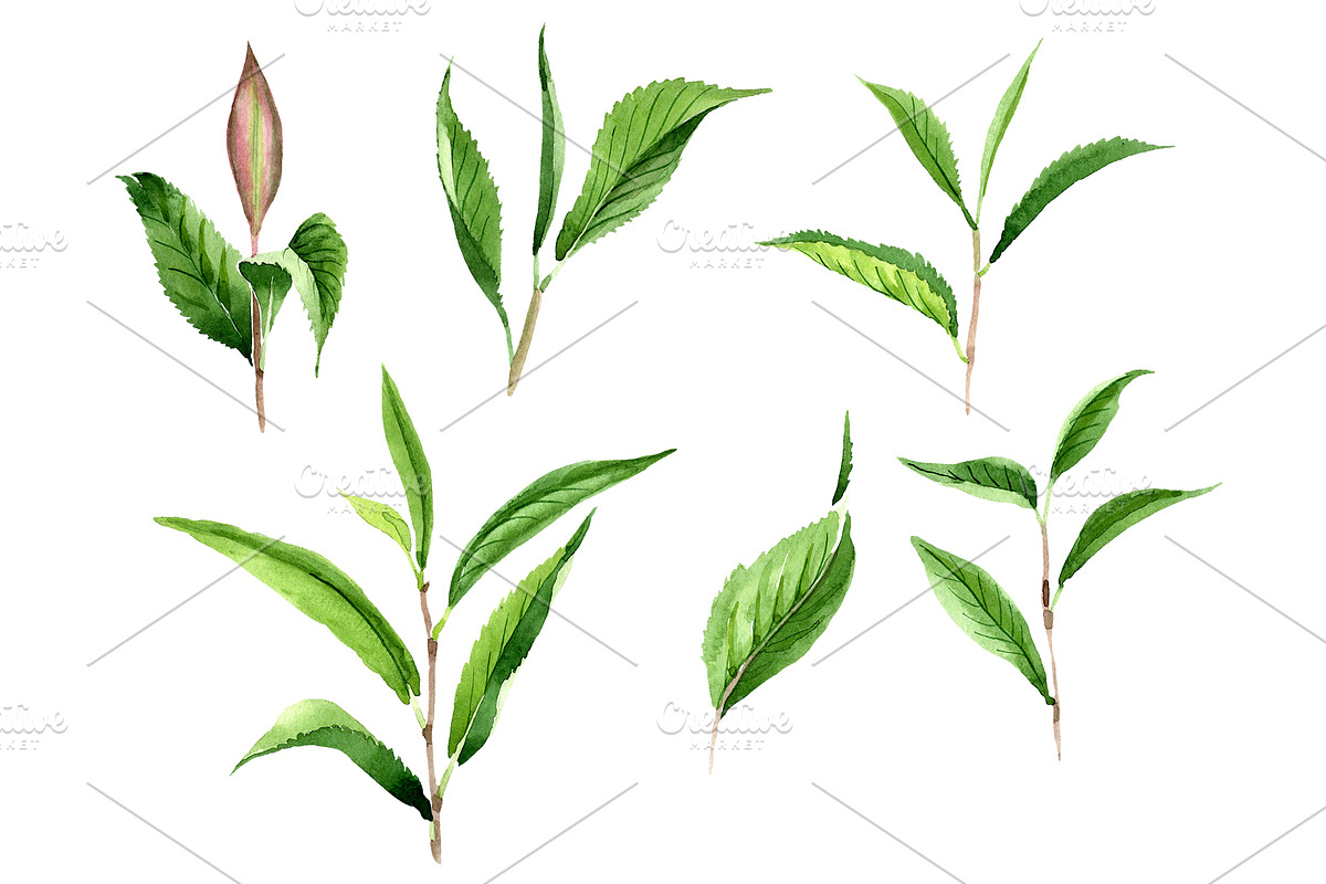 Tea leaf PNG watercolor set in Illustrations - product preview 8