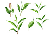 Tea leaf PNG watercolor set
