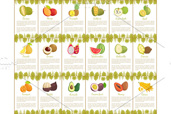 Pomelo and Longan Posters Vector