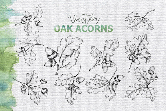 Maple leaves and oak acorns set in Illustrations - product preview 2