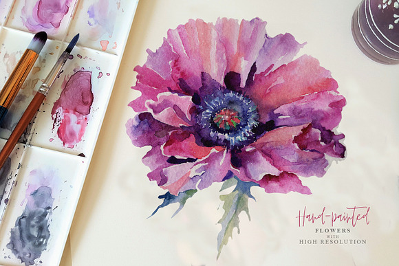 Pink poppy flower PNG watercolor set in Illustrations - product preview 1