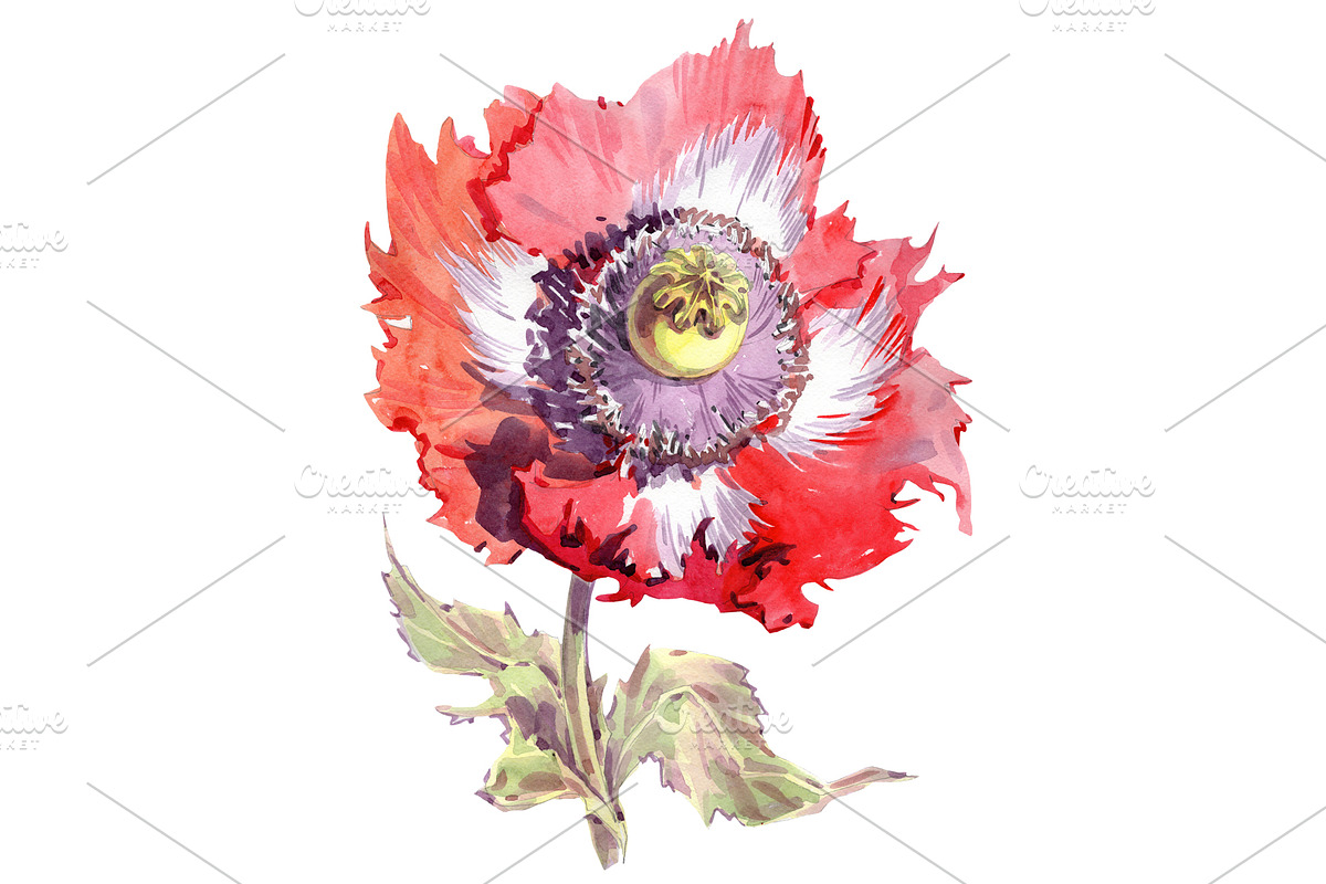 Big red poppy flower PNG watercolor  in Illustrations - product preview 8