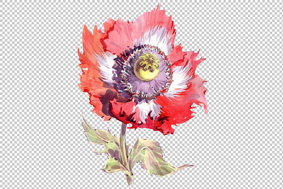 Big red poppy flower PNG watercolor  in Illustrations - product preview 1