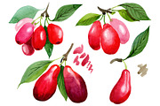 Red dogwood PNG watercolor plant set