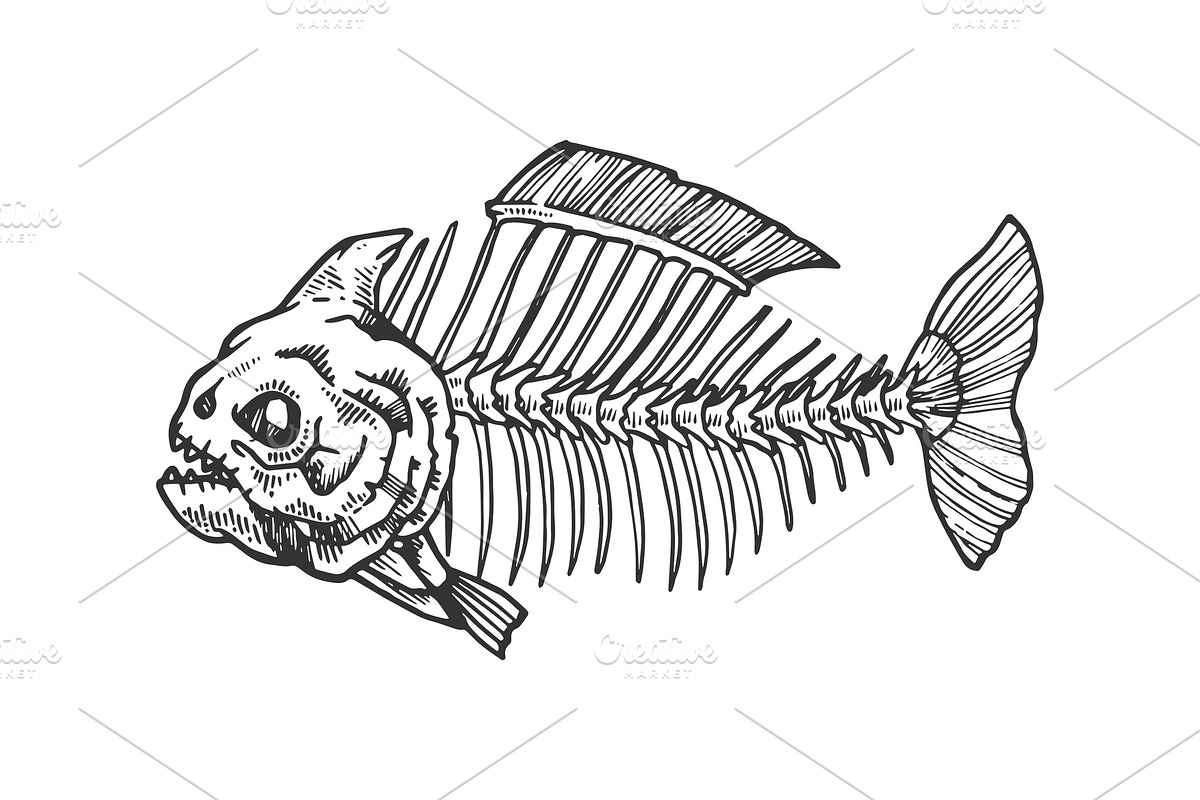 Piranha fish skeleton engraving in Illustrations - product preview 8