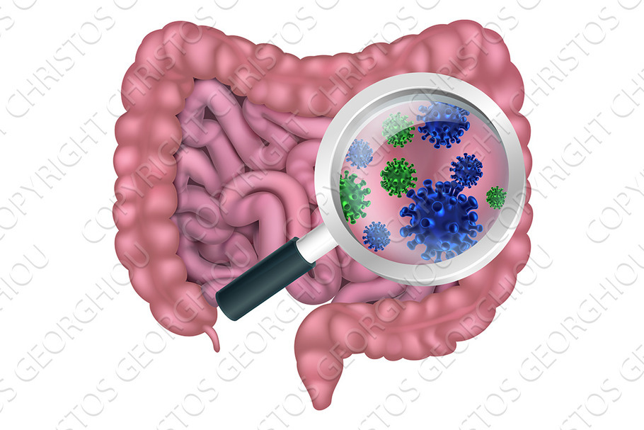 Gut Bacteria Probiotic Intestine in Illustrations - product preview 8