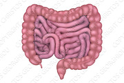 Intestines Gut Human Digestive
