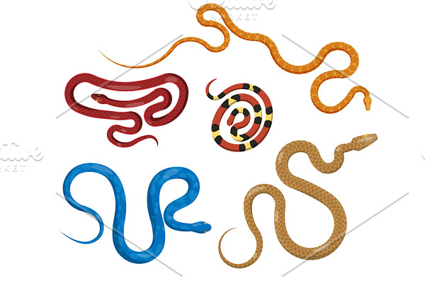Set of Serpents in Different Colors
