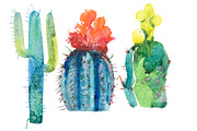 Watercolor hand drawn spiky cactus