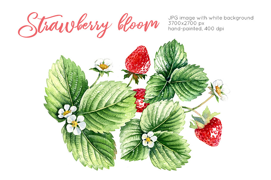 Strawberry bloom watercolor