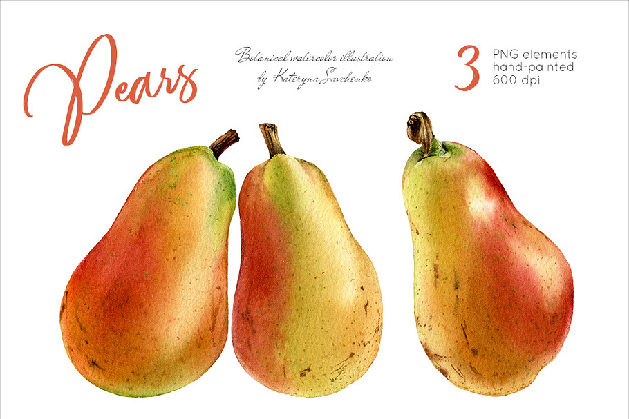 Pears. Watercolor botanical clipart
